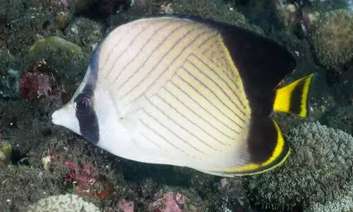 ബട്ടർഫ്ലൈ ഫിഷ്; ഇന്ത്യയിലെ ഔദ്യോഗിക ജീവികളിലെ ഒരേയൊരു മത്സ്യം