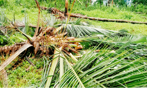 ആറളം ഫാം തരിശാക്കി കാട്ടാനക്കൂട്ടങ്ങൾ ആറളം ഫാം തരിശാക്കി കാട്ടാനക്കൂട്ടങ്ങൾ