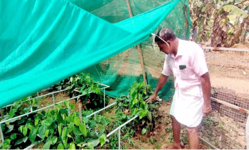 കൗതുകമായി കൊട്ടിയൂർ പെപ്പർ