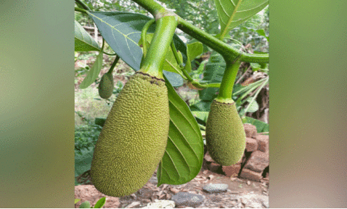 രുചിയുടെ ചക്കക്കാലമായി