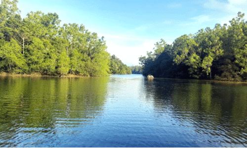 നെയ്യാറിന്‍റെ ഓളങ്ങളിലൂടെ​ കാടറിയാം; പക്ഷിമൃഗങ്ങളെ കാണാം
