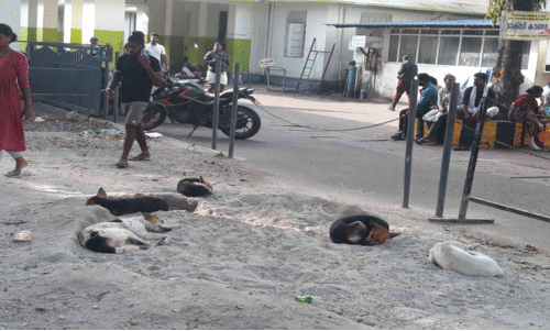 എസ്.എ.ടി ആശുപത്രി പരിസരം തെരുവുനായ്ക്കളുടെ വിഹാരകേന്ദ്രം