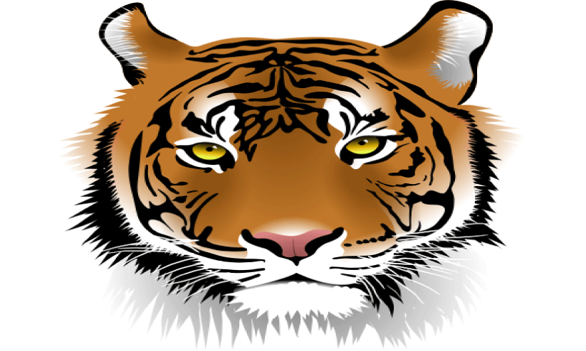 പ​ന്നി​ഫാ​മി​നെ ചു​റ്റി​പ്പ​റ്റി ക​ടു​വ ആ​ശ​ങ്ക​യൊ​ഴി​യാ​തെ നാ​ട്ടു​കാ​ർ