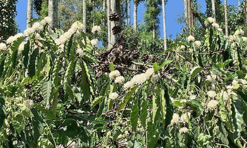 തൊഴിലാളിക്ഷാമം; വിളവെടുക്കാനാകാതെ കാപ്പിക്കർഷകർ തൊഴിലാളിക്ഷാമം; വിളവെടുക്കാനാകാതെ കാപ്പിക്കർഷകർ