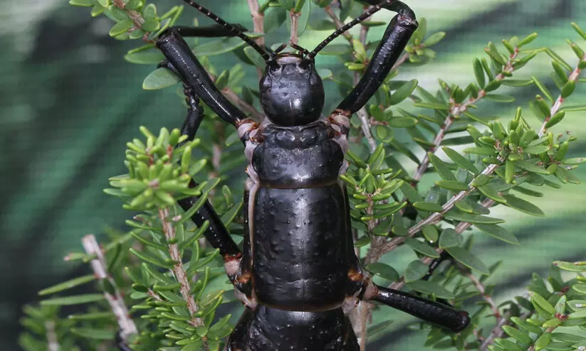 വംശ നാശത്തിന്‍റെ വക്കിൽ നിന്ന് തിരിച്ചെത്തിയ ട്രീ ലോബ്സ്റ്റര്‍