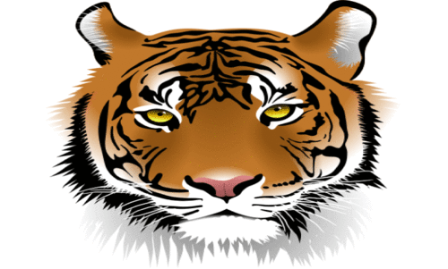 പ​ന്നി​ഫാ​മി​നെ ചു​റ്റി​പ്പ​റ്റി ക​ടു​വ ആ​ശ​ങ്ക​യൊ​ഴി​യാ​തെ നാ​ട്ടു​കാ​ർ