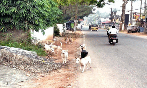 വന്ധ്യംകരണ പദ്ധതി പാളി; തെരുവുനായ് ശല്യം വ്യാപകം