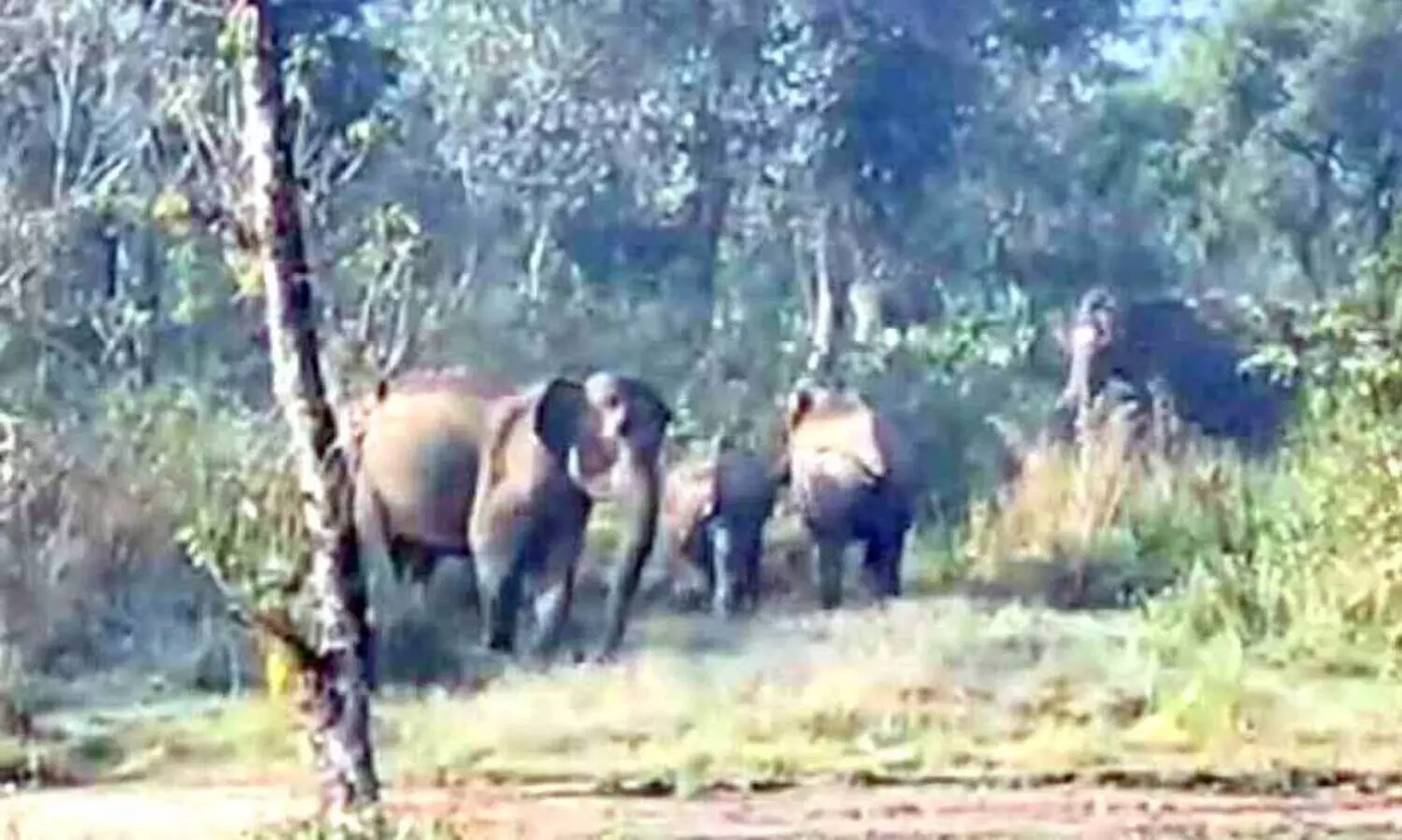 കാ​ട്ടാ​ന​ക്കൂ​ട്ടം