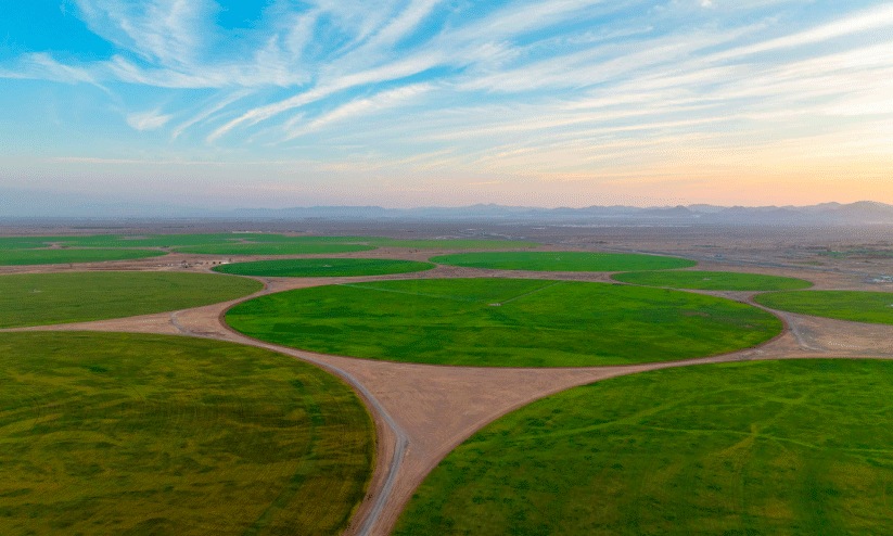 മലീഹയിൽ വിളഞ്ഞുനിൽക്കുന്ന ഗോതമ്പുപാടം മലീഹയിൽ വിളഞ്ഞുനിൽക്കുന്ന ഗോതമ്പുപാടം