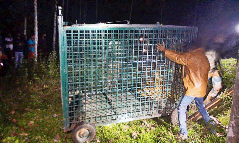 ചൂ​രി​മ​ല​യി​ലും കൂ​ടു​വെ​ച്ചു; വാ​കേ​രി​യി​ൽ കൂ​ട്ടി​ൽ കു​ടു​ങ്ങാ​തെ ക​ടു​വ