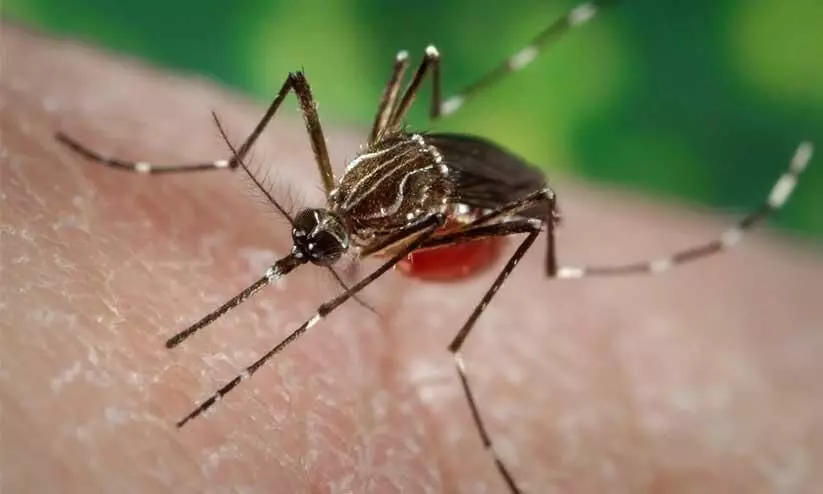 aedes mosquito