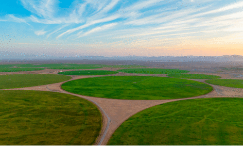 മ​ലീ​ഹ​യി​ൽ വി​ള​ഞ്ഞു​നി​ൽ​ക്കു​ന്ന ഗോ​ത​മ്പു​പാ​ടം