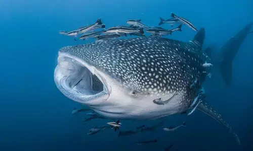 സൗന്ദര്യവർധക വസ്തുക്കൾക്ക് വേണ്ടി പ്രതിവർഷം കൊല്ലുന്നത് 30 ലക്ഷം സ്രാവുകളെ; ഇതിൽ രണ്ടരക്കോടി വംശനാശ ഭീഷണിയിൽ