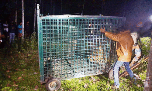 ചൂ​രി​മ​ല​യി​ലും കൂ​ടു​വെ​ച്ചു; വാ​കേ​രി​യി​ൽ കൂ​ട്ടി​ൽ കു​ടു​ങ്ങാ​തെ ക​ടു​വ