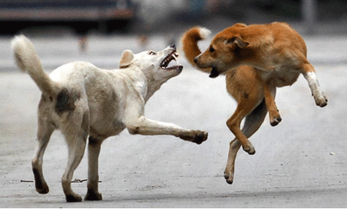 തെരുവുനായ്: കണ്ണൂരിൽ ഇതുവരെ വന്ധ്യംകരിച്ചത് 1817 എണ്ണം