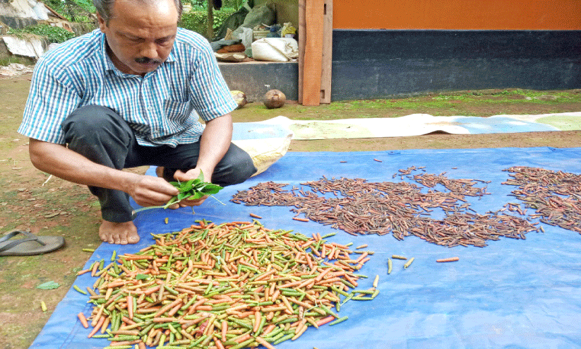 ചെലവില്ലാതെ തിപ്പലി കൃഷി ചെയ്യാം ചെലവില്ലാതെ തിപ്പലി കൃഷി ചെയ്യാം