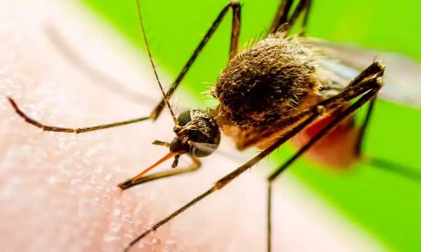 japanese encephalitis