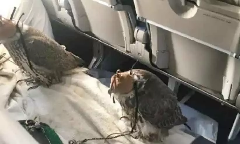 വിമാനയാത്രയിൽ വളർത്തുമൃഗങ്ങൾക്ക് നിയന്ത്രണം വിമാനയാത്രയിൽ വളർത്തുമൃഗങ്ങൾക്ക് നിയന്ത്രണം