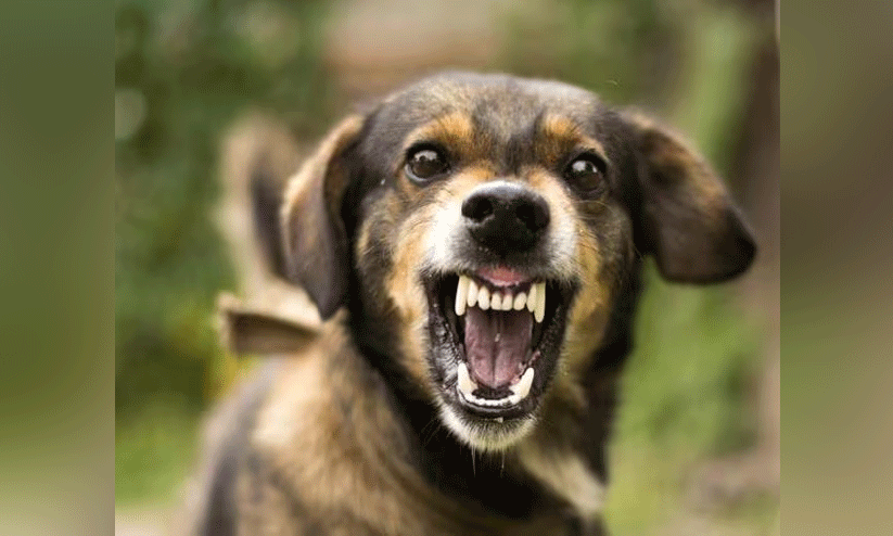 എരഞ്ഞോളിയിൽ ആറുവയസ്സുകാരിയടക്കം 10 പേരെ നായ് കടിച്ചു