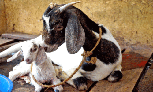 ആ​ദാ​യ​ത്തി​ന് മ​ല​ബാ​റി ആ​ടു​ക​ൾ