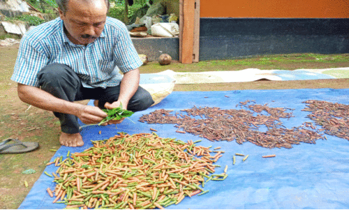ചെലവില്ലാതെ തിപ്പലി കൃഷി ചെയ്യാം ചെലവില്ലാതെ തിപ്പലി കൃഷി ചെയ്യാം