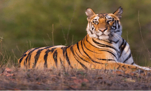 സുരഭിക്കവലയിൽ വീടുകള്ക്ക് സമീപം കടുവ സുരഭിക്കവലയിൽ വീടുകള്ക്ക് സമീപം കടുവ