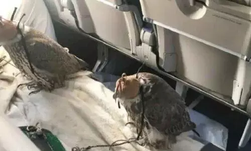 വി​മാ​നയാ​ത്ര​യി​ൽ വ​ള​ർ​ത്തു​മൃ​ഗ​ങ്ങ​ൾ​ക്ക് നി​യ​ന്ത്ര​ണം