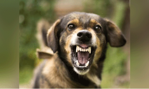 എരഞ്ഞോളിയിൽ ആറുവയസ്സുകാരിയടക്കം 10 പേരെ നായ് കടിച്ചു