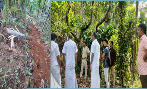 കാട്ടാനക്കൂട്ടം കൃഷി നശിപ്പിച്ചു; ജനം ഭീതിയിൽ