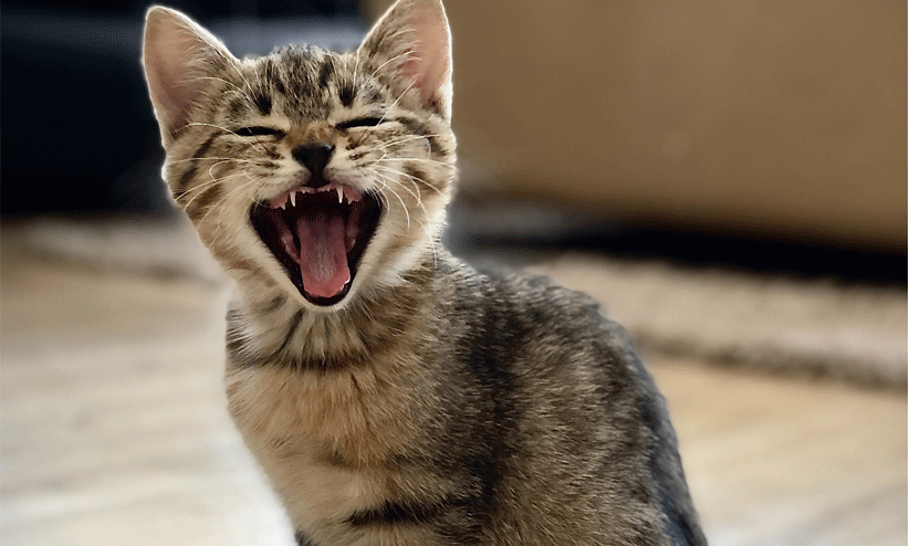 representational image representational image