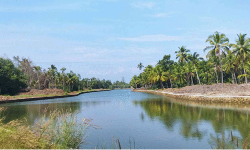 വ​ട​ക​ര മാ​ഹി ക​നാ​ലി​ന്റ നി​ർ​മാ​ണം  പൂ​ർ​ത്തി​യാ​യ ക​ളി​യാം​വെ​ള്ളി ഭാ​ഗം