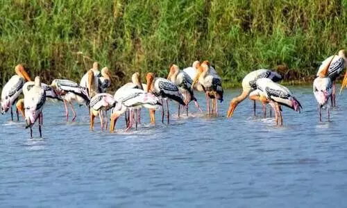 water birds water birds