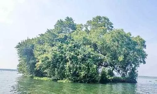 വി​ള​ക്കു​മാ​ട തു​രു​ത്ത്