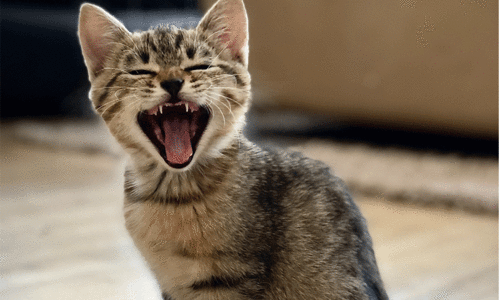 representational image