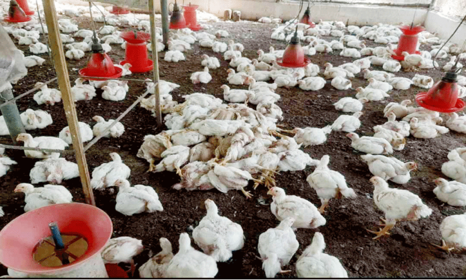 കോഴിഫാമിൽ തെരുവുനായ് ആക്രമണം 1000 കോഴികൾ ചത്തു