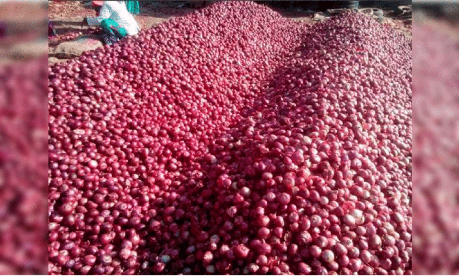 പാ​കി​സ്താ​ൻ ഉ​ള്ളി സീ​സ​ണും അ​വ​സാ​നി​ക്കു​ന്നു ; ഒ​മാ​നി​ൽ വി​ല ഉ​യ​ർ​ന്നു​ത​ന്നെ