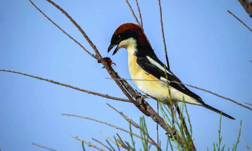 കു​വൈ​ത്തി​ലെ  തൂ​വ​ൽ കു​പ്പാ​യ​ക്കാ​ർ
