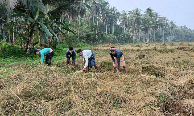 അന്തർ സംസ്ഥാന തൊഴിലാളികൾക്ക് കൊയ്ത്തുകാലം