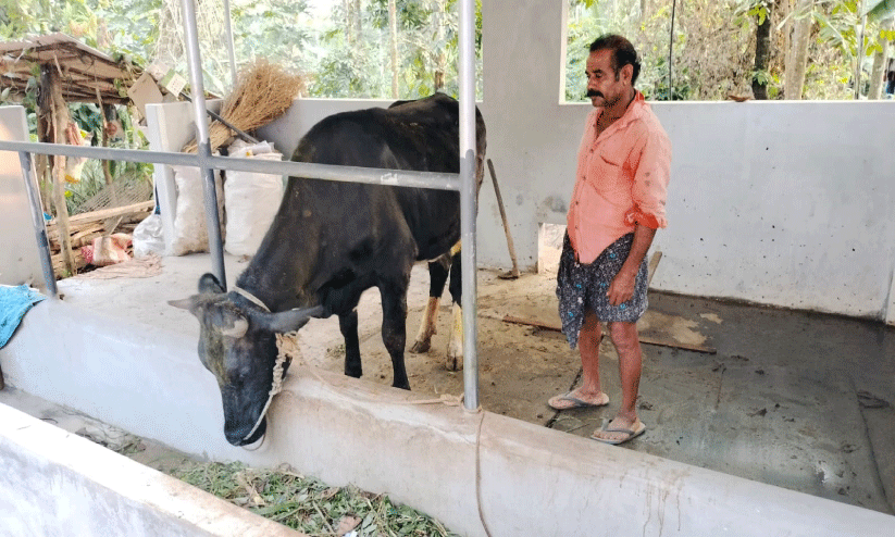ദു​രി​ത​ത്തി​ലാ​യി ക്ഷീ​ര​ക​ർ​ഷ​ക​ർ; ക​ന്നു​കാ​ലി​ക​ൾ​ക്ക്   ച​ർ​മ​മു​ഴ രോ​ഗം വ്യാ​പ​കം
