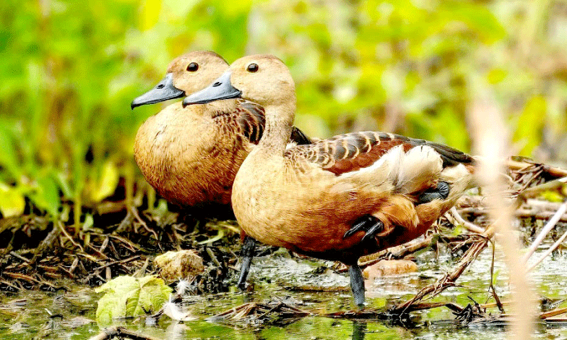 വയനാട്ടിൽ നൂറിനം തണ്ണീർത്തട പക്ഷികൾ വയനാട്ടിൽ നൂറിനം തണ്ണീർത്തട പക്ഷികൾ