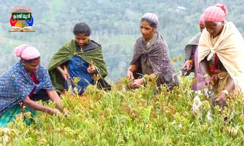 ആ​ദി​വാ​സി വ​നി​ത​ക​ൾ