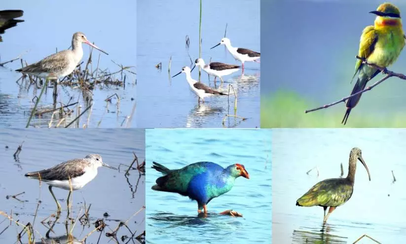 water birds water birds