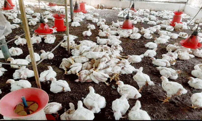 കോഴിഫാമിൽ തെരുവുനായ് ആക്രമണം 1000 കോഴികൾ ചത്തു കോഴിഫാമിൽ തെരുവുനായ് ആക്രമണം 1000 കോഴികൾ ചത്തു