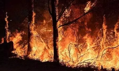 forest fire forest fire