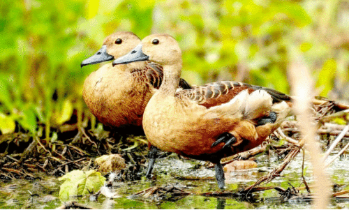 വ​യ​നാ​ട്ടി​ൽ നൂ​റി​നം ത​ണ്ണീ​ർ​ത്ത​ട പ​ക്ഷി​ക​ൾ