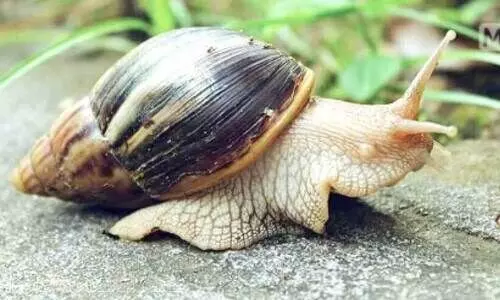 african snail