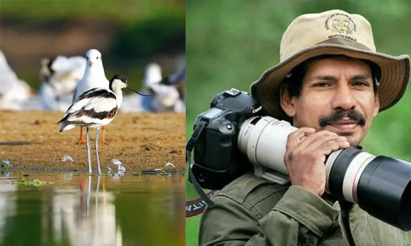 na nazeer-Pied avocet