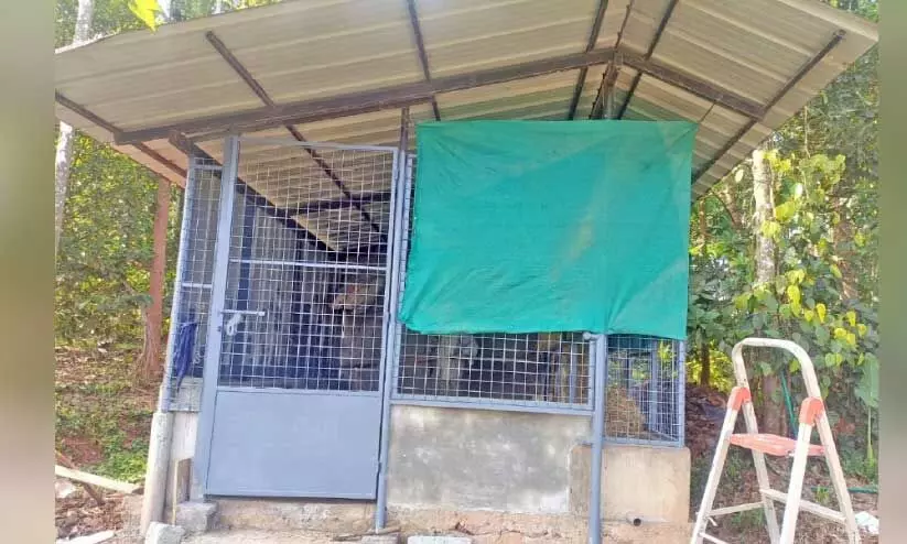 സിസി ഞാറക്കാട്ടിൽ സുരേന്ദ്രന്റെ വീട്ടിൽ ഇരുമ്പുവലകൊണ്ട് നിർമിച്ച പശുത്തൊഴുത്ത് സിസി ഞാറക്കാട്ടിൽ സുരേന്ദ്രന്റെ വീട്ടിൽ ഇരുമ്പുവലകൊണ്ട് നിർമിച്ച പശുത്തൊഴുത്ത്