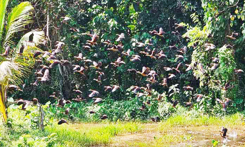 താ​റാ​വു​ക​ൾ