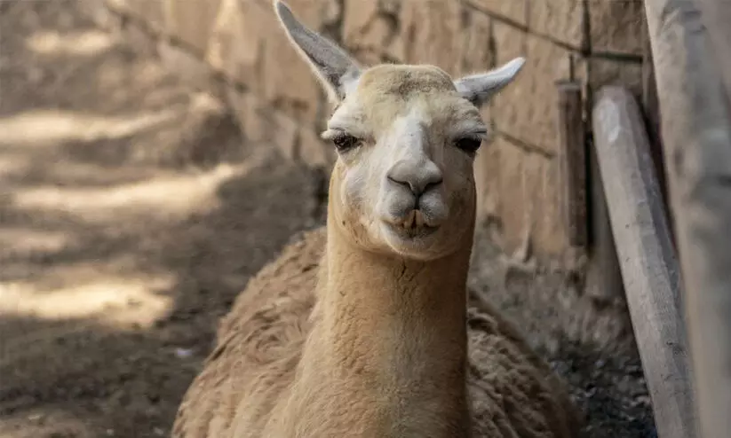 2024 ഒട്ടക വർഷമായി പ്രഖ്യാപിച്ച് ഐക്യരാഷ്ട്രസഭ